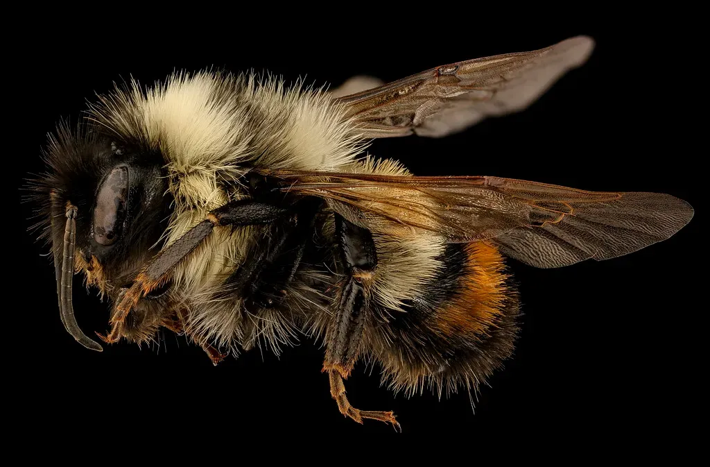 Animals That Shaped Modern Vaccines and Medicine (Image Credits: Flickr)