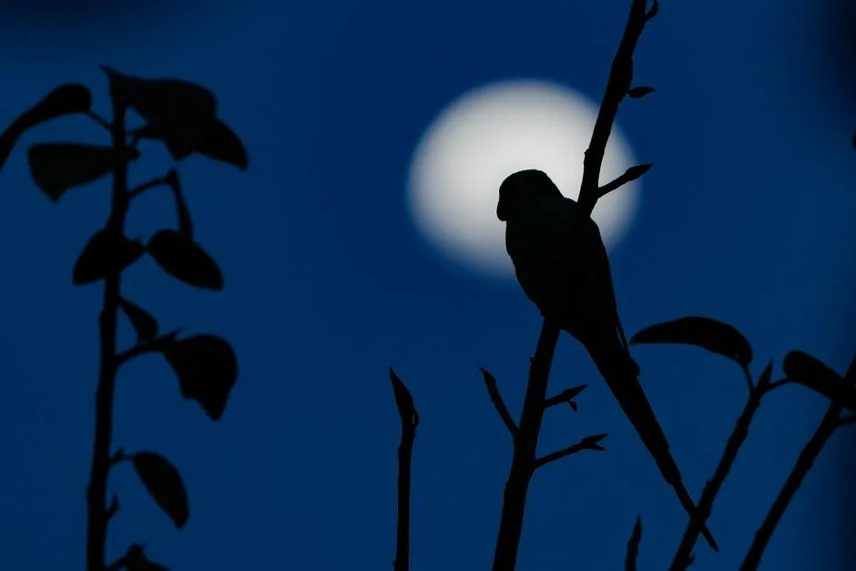 #10 - Turn Down the Night Lights and Turn Off the Noise (Image Credits: Pexels)