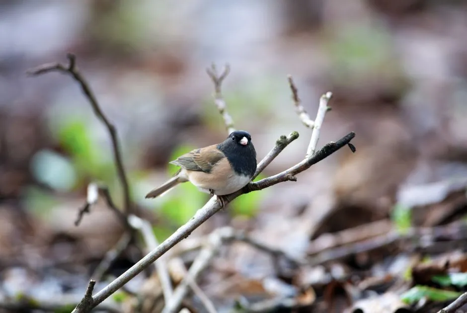 #15 - Dark-eyed Junco: The Snowbird That Stopped Showing Up (Image Credits: Pexels)