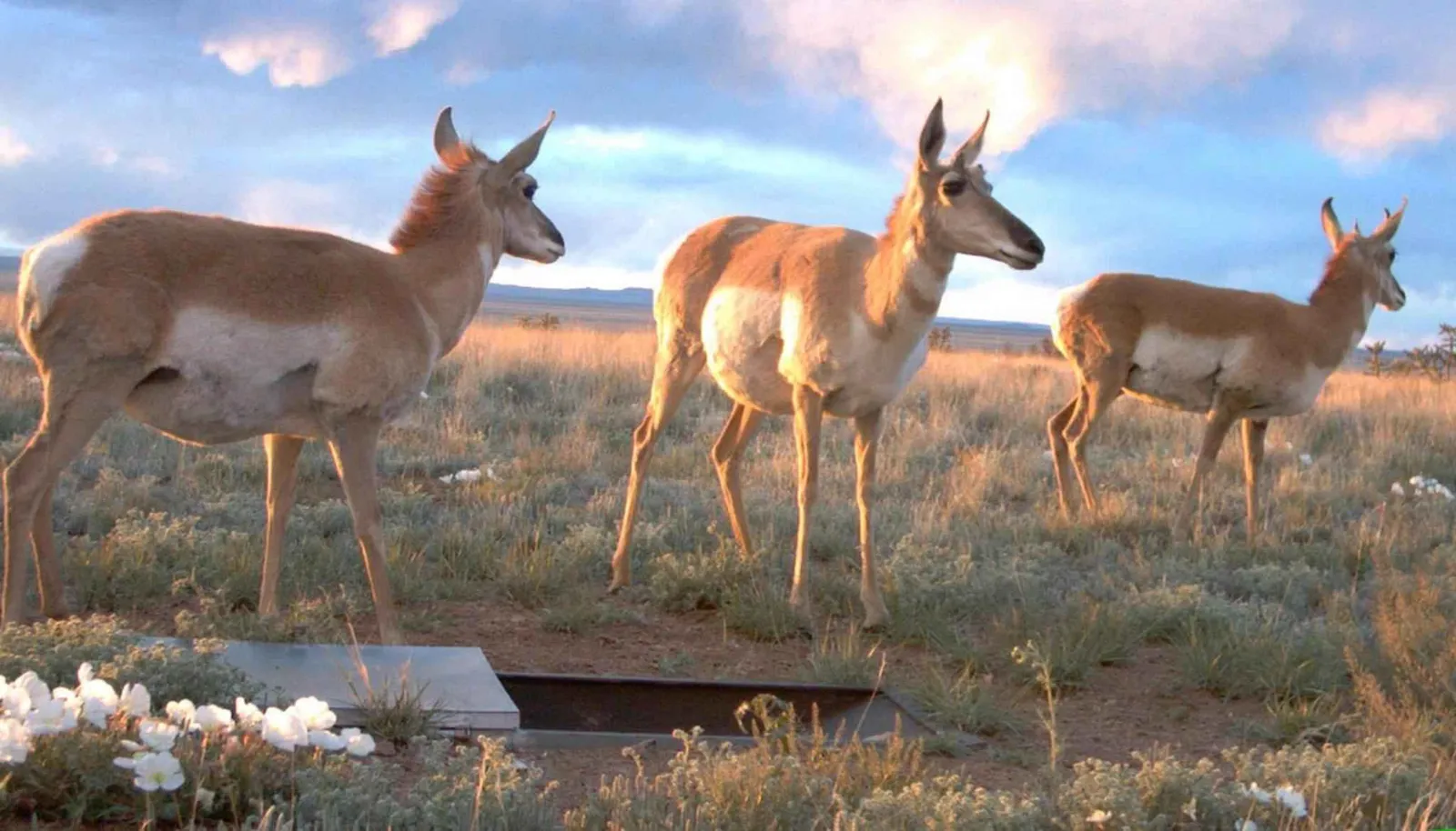 Sevilleta National Wildlife Refuge, New Mexico (By U.S. Fish and Wildlife Service, Public domain)
