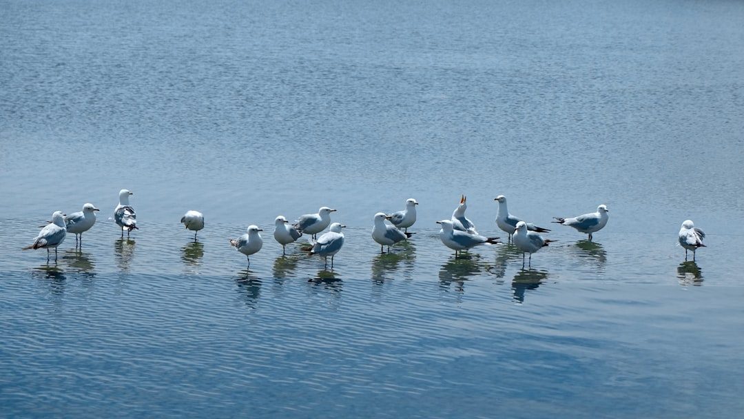 Mono Lake: Feeding Station for Marathon Migrants (Image Credits: Unsplash)