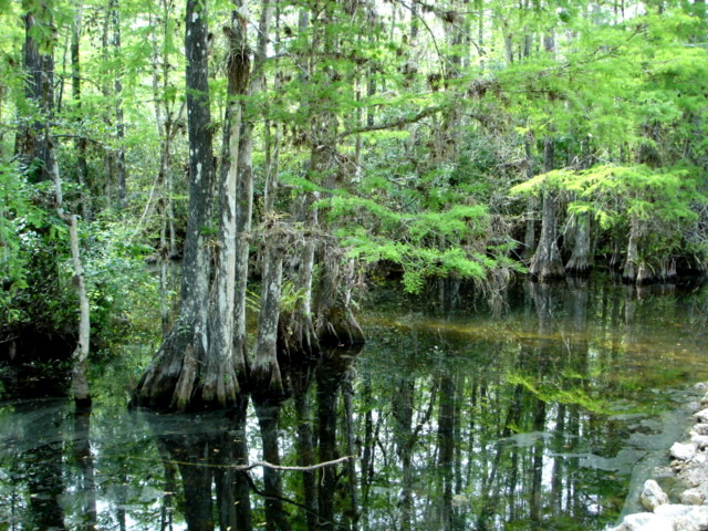 Retreat to the Unconquerable Everglades (Image Credits: Wikimedia)