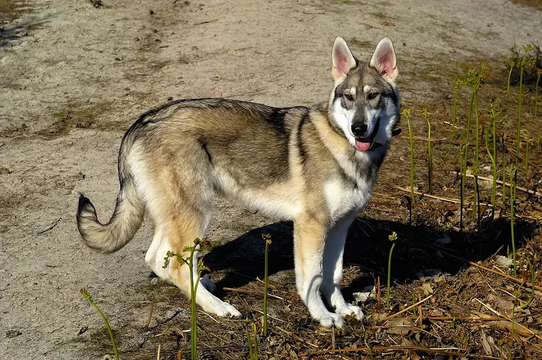 7. Wolf Hybrid (Image Credits: Unsplash)
