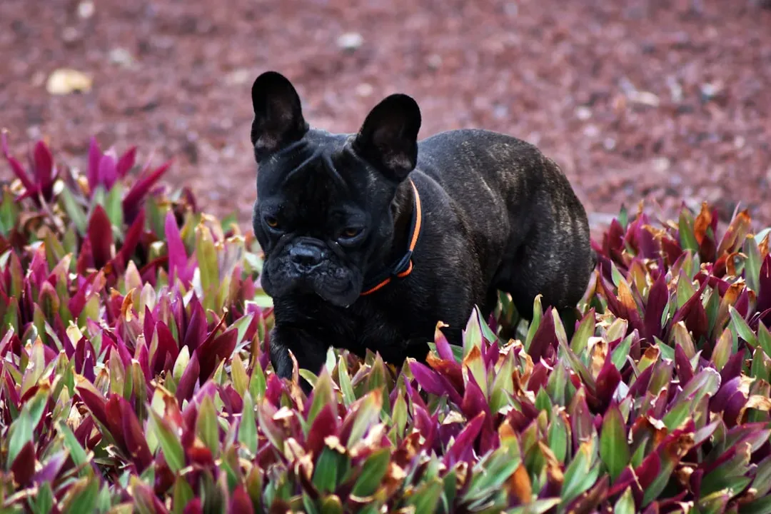 2. French Bulldog (Image Credits: Unsplash)