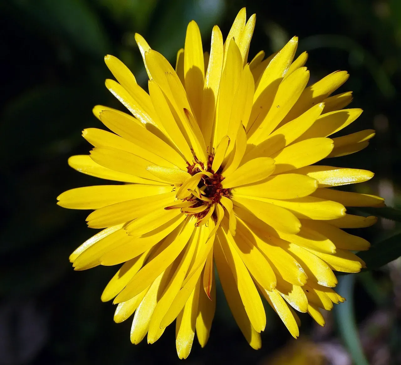 4. Layered Planting Changes Everything (Image Credits: Pixabay)