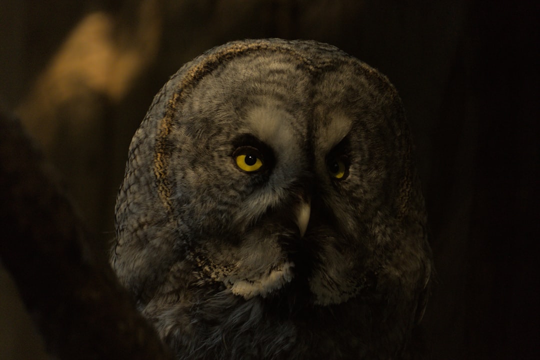 Shamanic Medicine and Healing Powers (Image Credits: Unsplash)