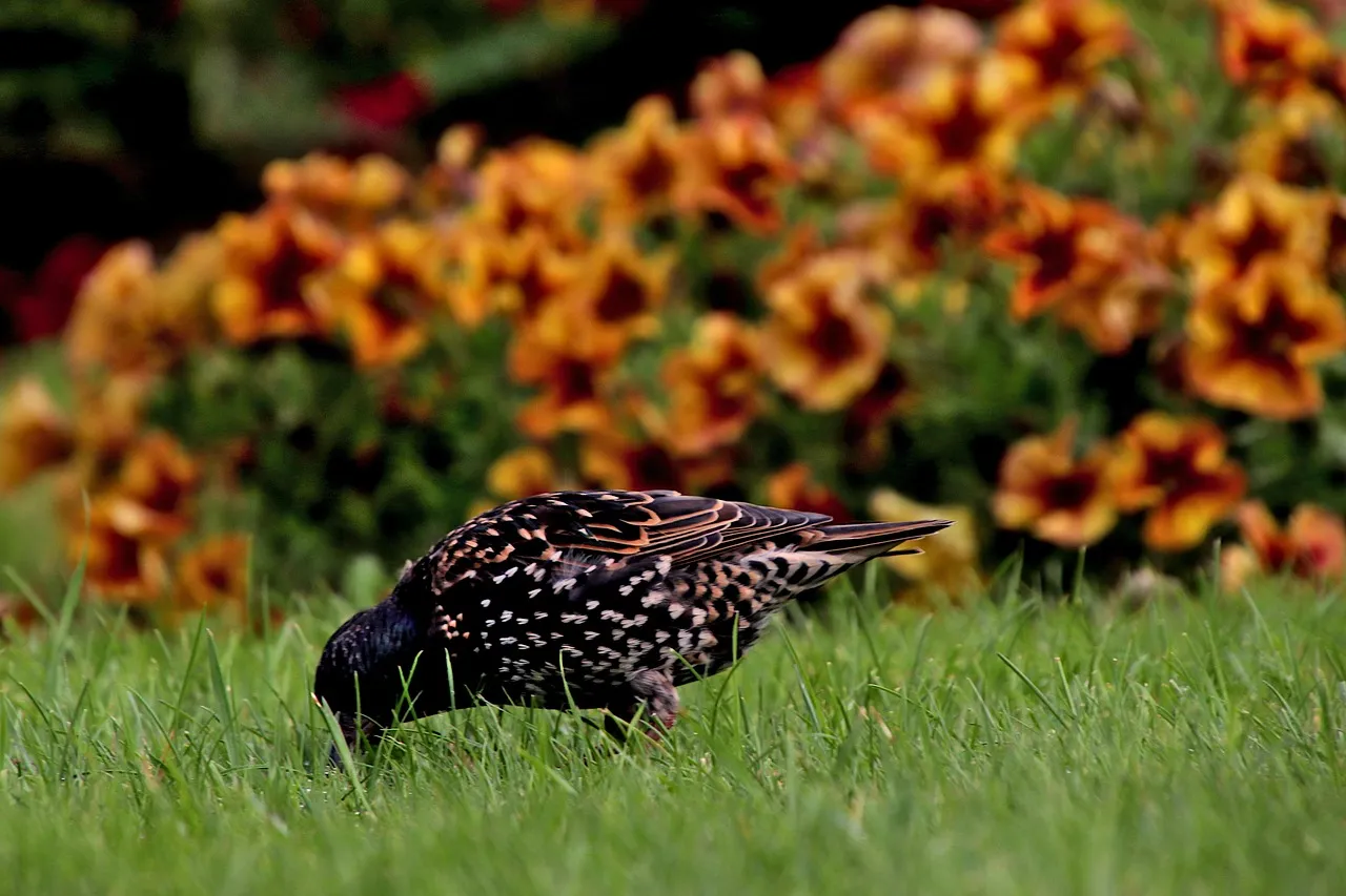 European Starlings and Wild Carrot (Image Credits: Pixabay)