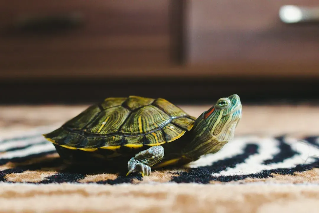 Reptiles: Cold-Blooded and Out of Place (Image Credits: Unsplash)
