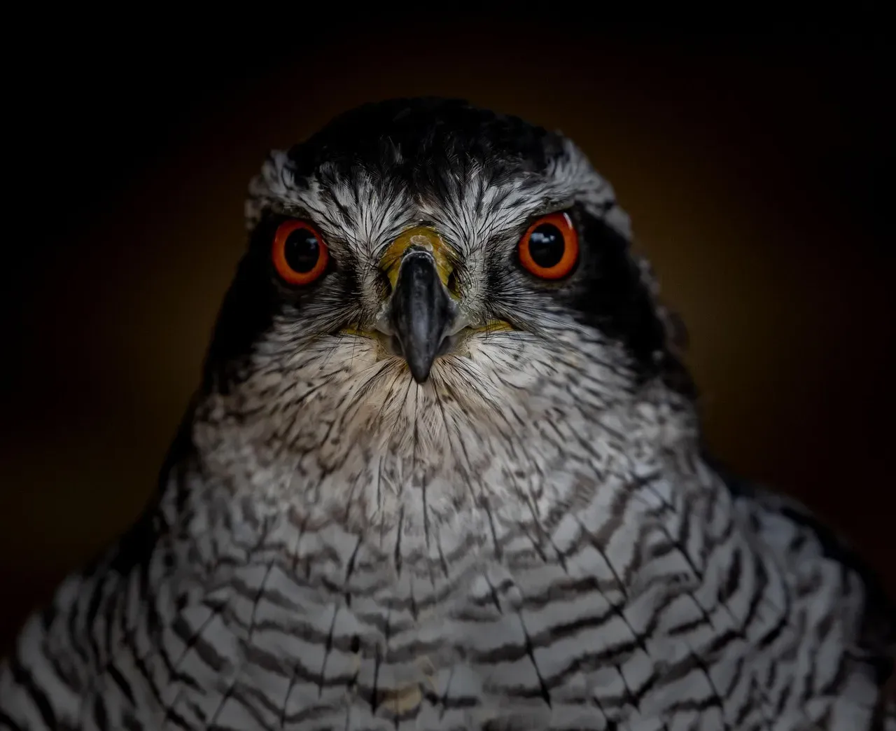 Northern Goshawk: The Forest Phantom (Image Credits: Pixabay)