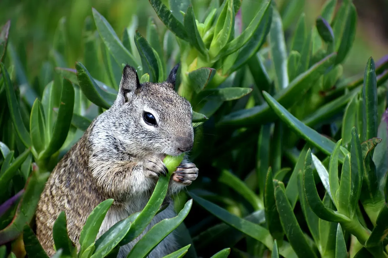 Scent Camouflage: The Animal That Smells Like Its Own Predator (Image Credits: Pixabay)