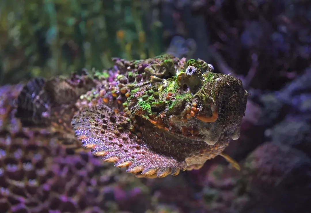 9. Stonefish (Image Credits: Unsplash)