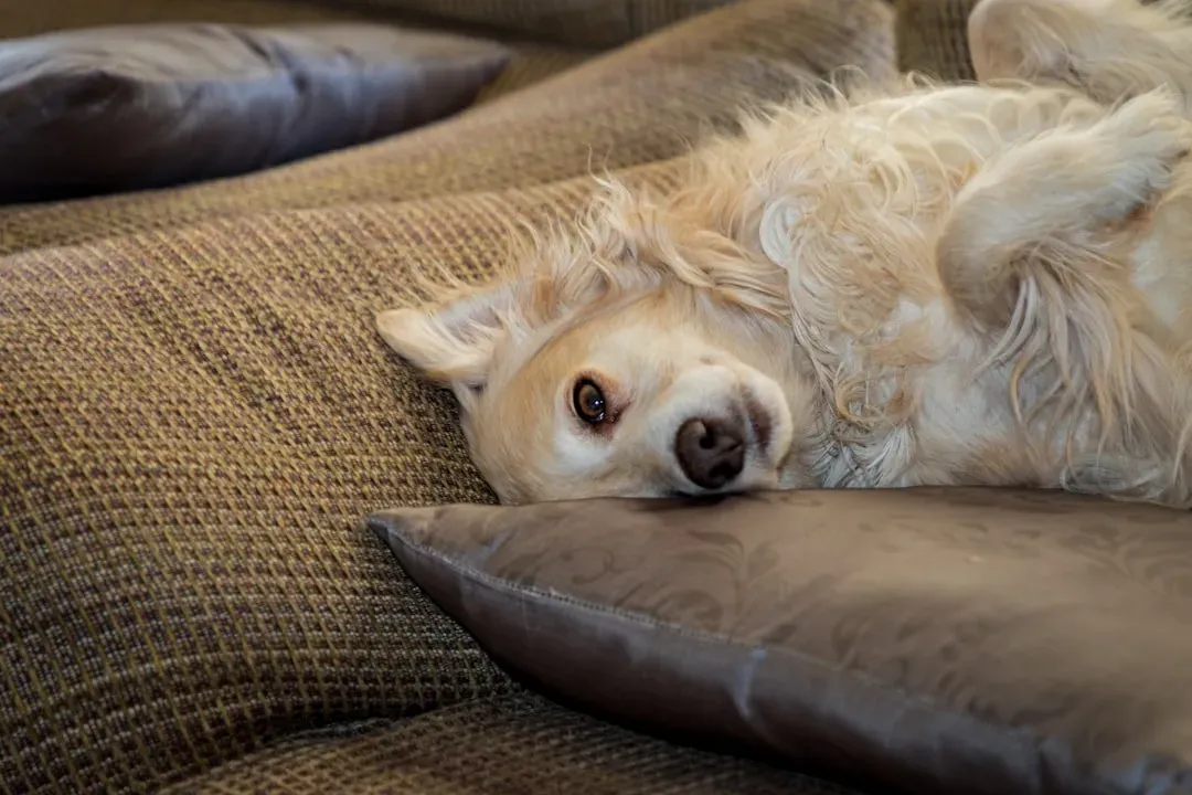 They're Deeply Socialized and Well-Mannered (Image Credits: Unsplash)