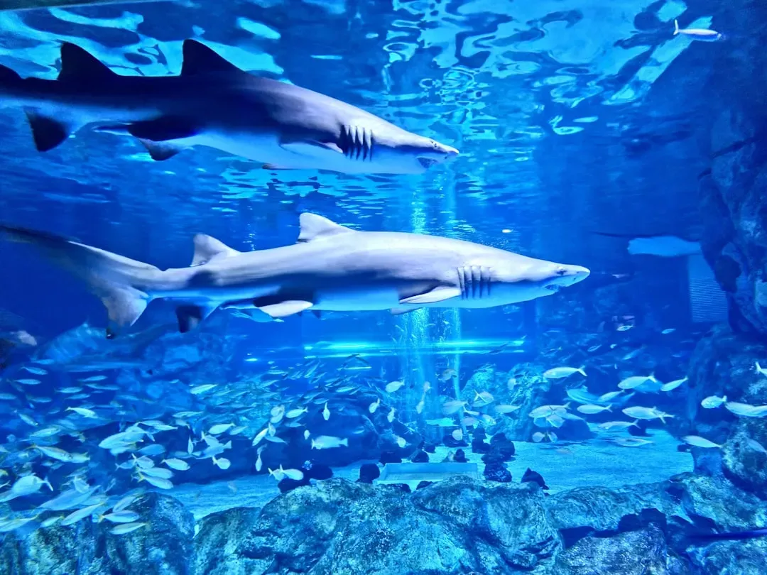 Historic Trade Protections: A Global Turning Point for Sharks and Rays (Image Credits: Unsplash)