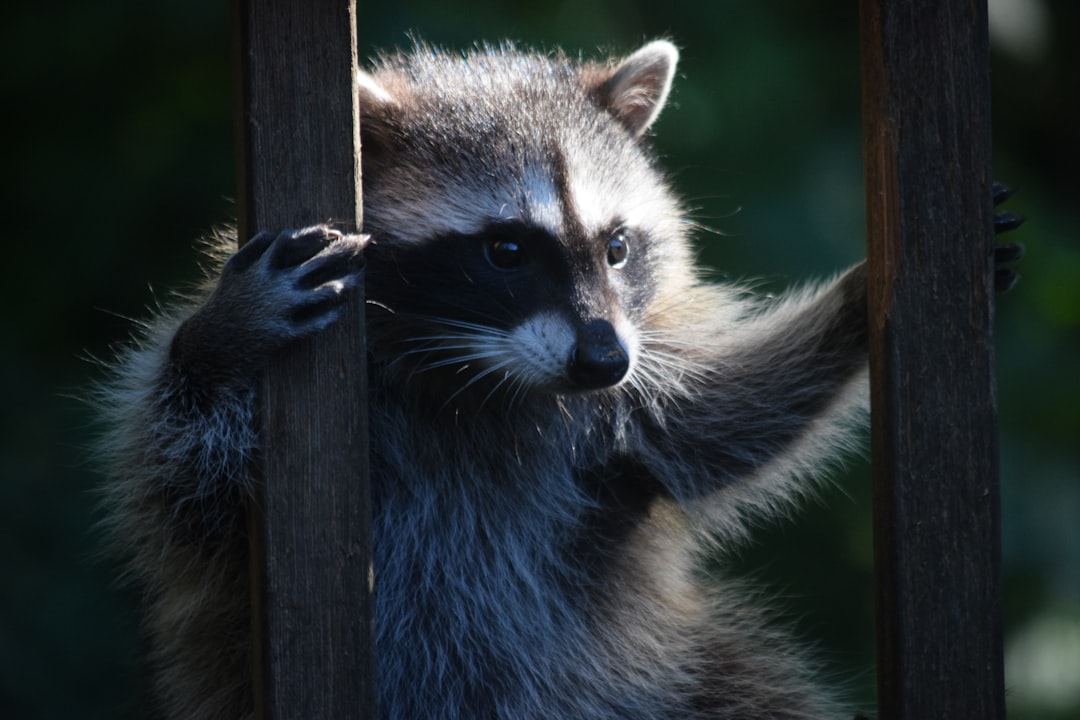 Raccoons: The Masked Problem-Solvers (Image Credits: Unsplash)