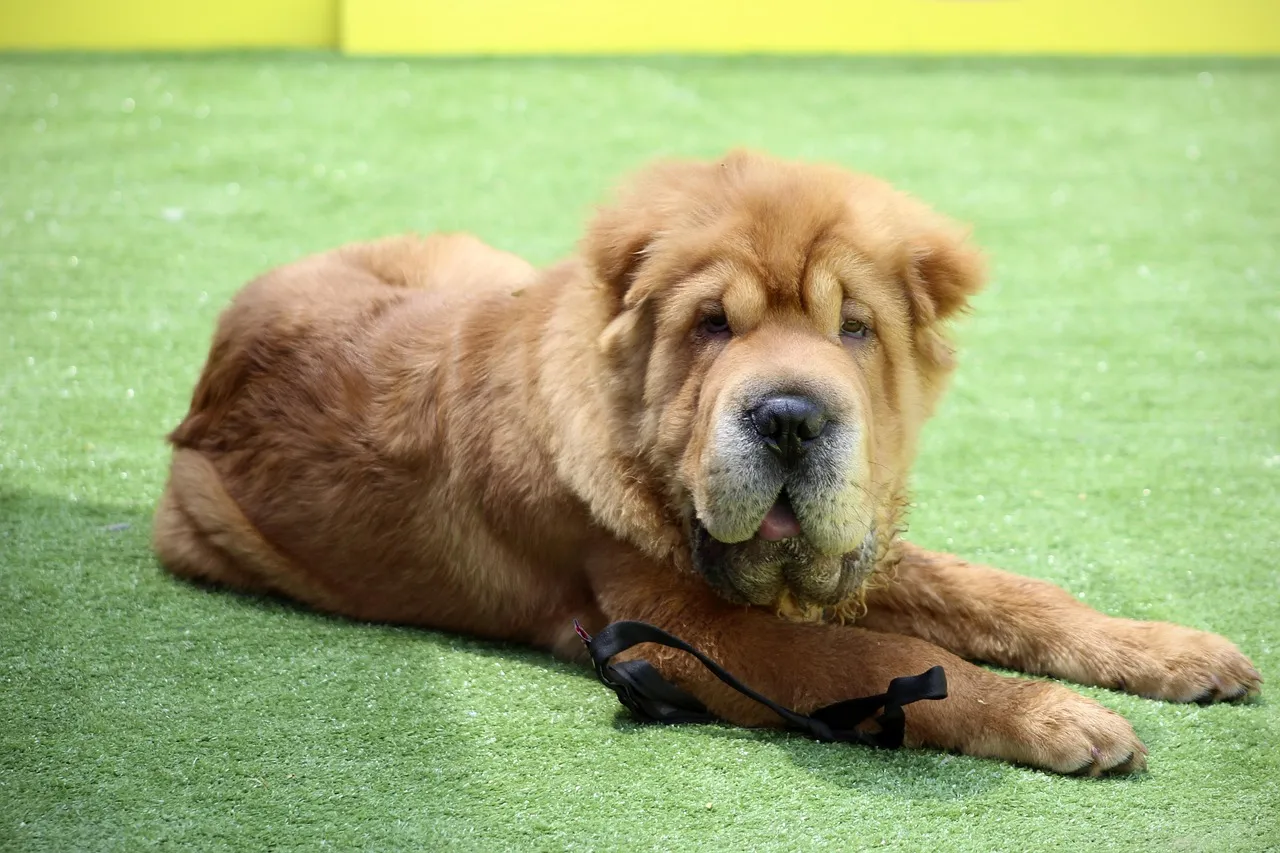 #11 - Shar-Pei: Low-Drama Look, High-Drama Sensitivities (Image Credits: Pixabay)