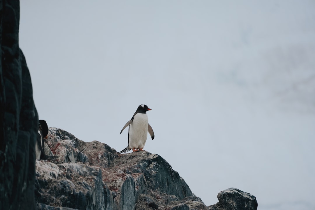 Emperor Penguins (Image Credits: Unsplash)