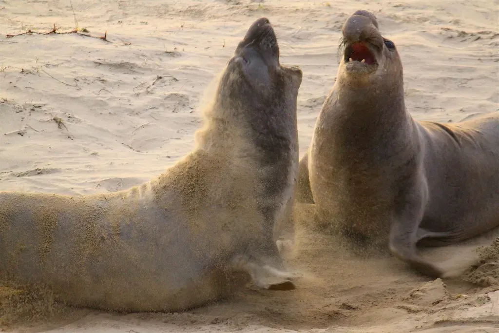 Conclusion: The Wild, Complicated World of Animal Testosterone (benketaro, Flickr, CC BY 2.0)