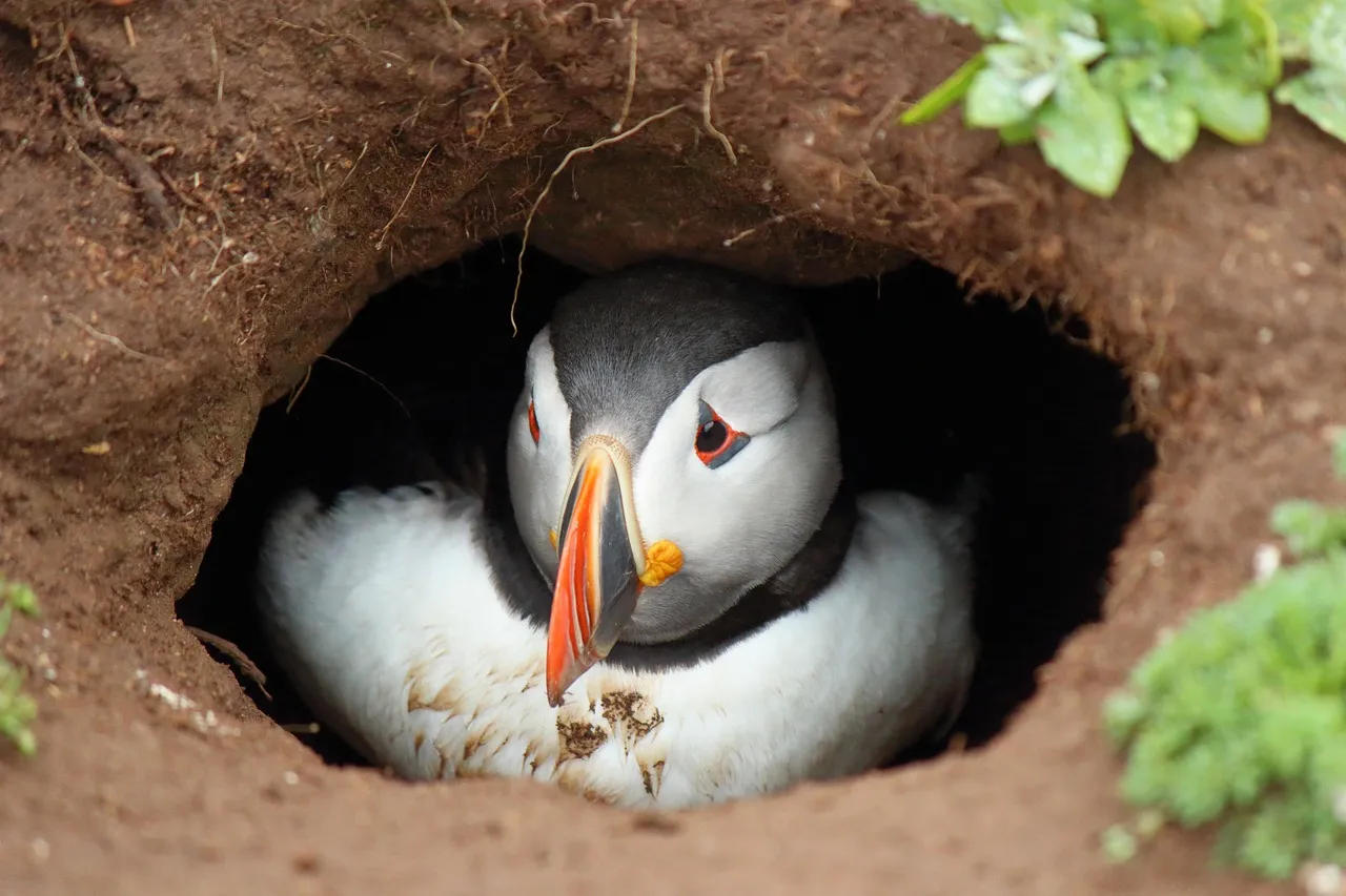 7. Puffins Are Skilled Diggers (Image Credits: Pixabay)
