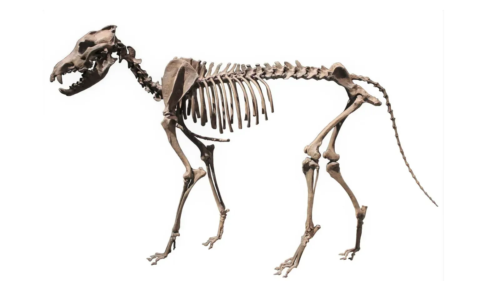 The Great Wolf Migration Mystery Deepens (Image Credits: Wikimedia)