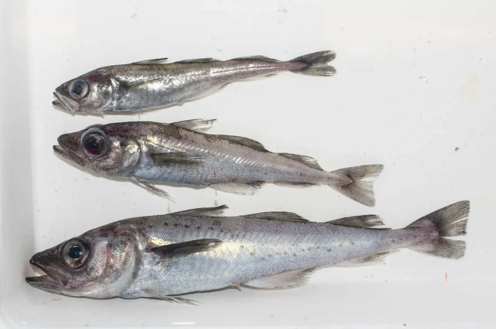 Arctic Antifreeze: Fish That Should Be Frozen Solid But Aren't (Image Credits: Wikimedia)