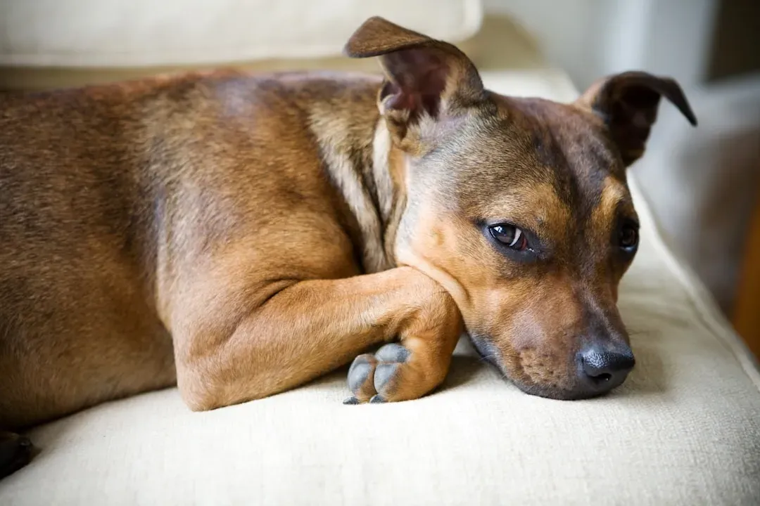 American Staffordshire Terrier: Tougher Than the Myth (Image Credits: Unsplash)