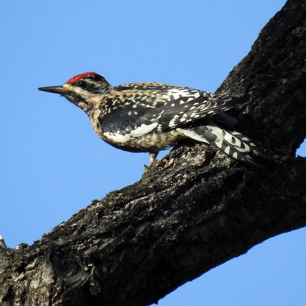 #2 - The Yellow-bellied Sapsucker: The Tree Plumber That Feeds Everyone Else (Image Credits: Flickr)