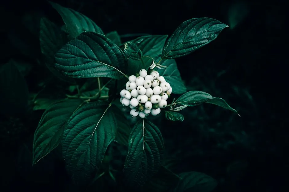 #6 - Red Osier Dogwood: Twigs for Style, Berries for Survival (Image Credits: Pexels)