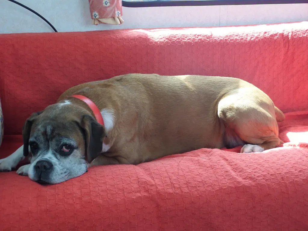 9. Boxer: Playful Soul, Fiercely Devoted Heart (Andrea Boano, Flickr, CC BY 2.0)