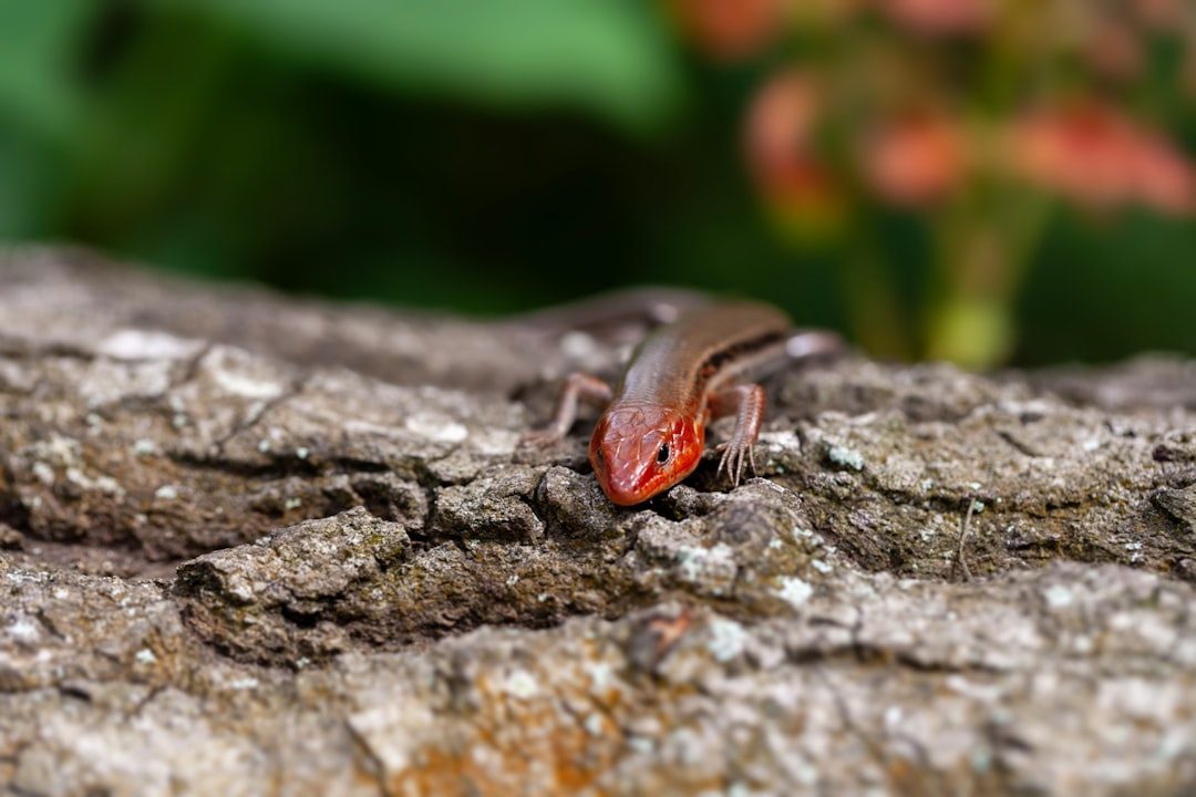 The Central Newt: A Toxic Surprise (Image Credits: Unsplash)