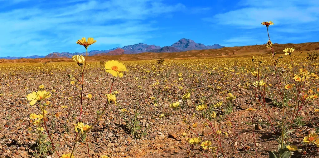 What Made the 2026 Superbloom Possible (Rennett Stowe, Flickr, CC BY 2.0)