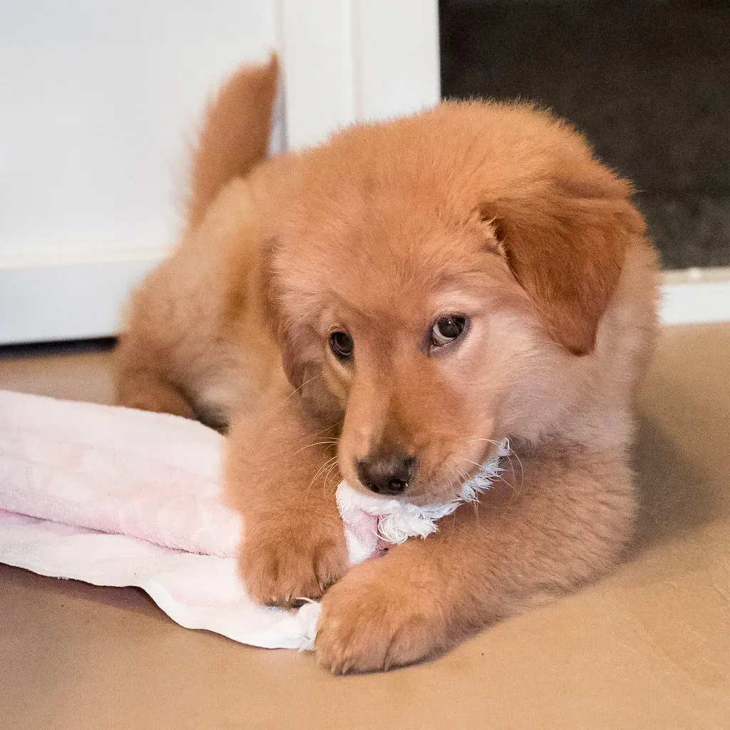 Mochi (Image Credits: Flickr)