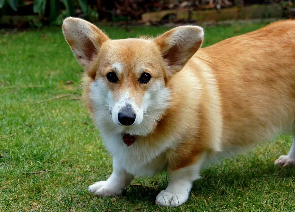 11 - Pembroke Welsh Corgi (Image Credits: Rawpixel)