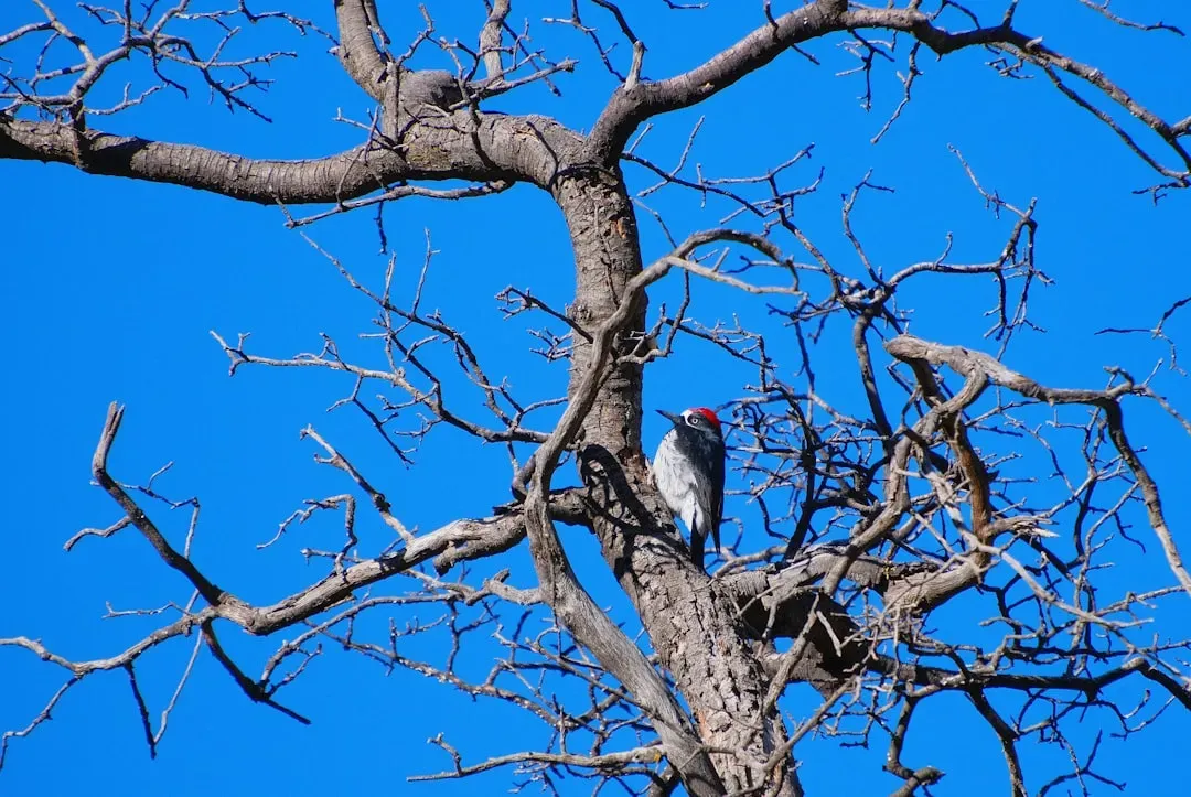 Not Just Any Tree Will Do: Where Woodpeckers Set Up Shop (Image Credits: Unsplash)
