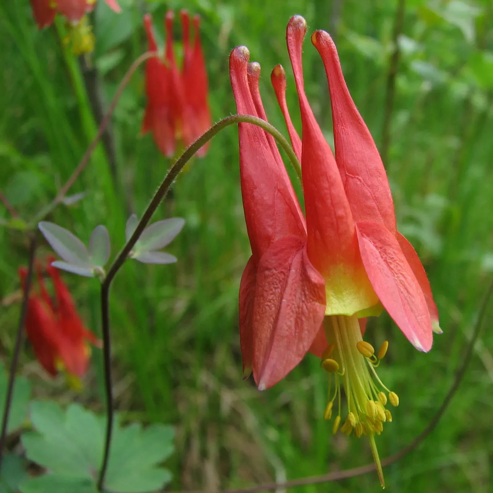 #11 - Eastern Columbine (Aquilegia canadensis): The Hummingbird's Welcome Mat (By Ragesoss, CC BY-SA 3.0)