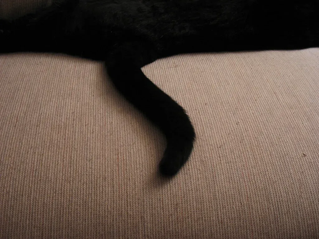 7. Cat Tail Flicks Warn of Overload (Orin Zebest, Flickr, CC BY-SA 2.0)