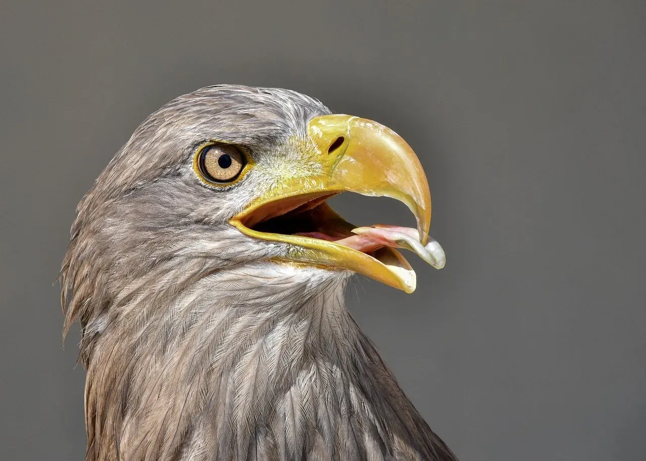 How Hawks Compare to Other Spiked-Tongue Birds (Image Credits: Pixabay)