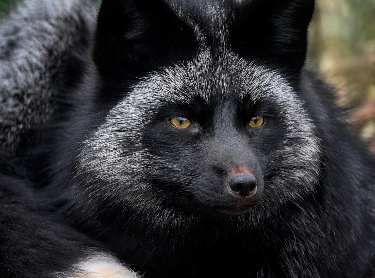 #17 Catalburun - The Split-Nosed Hunter of Turkey (Image Credits: Pixabay)