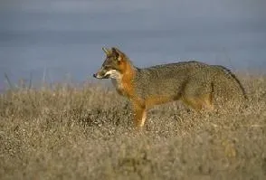Island Foxes Thriving in Channel Islands National Park (Image Credits: Wikimedia)