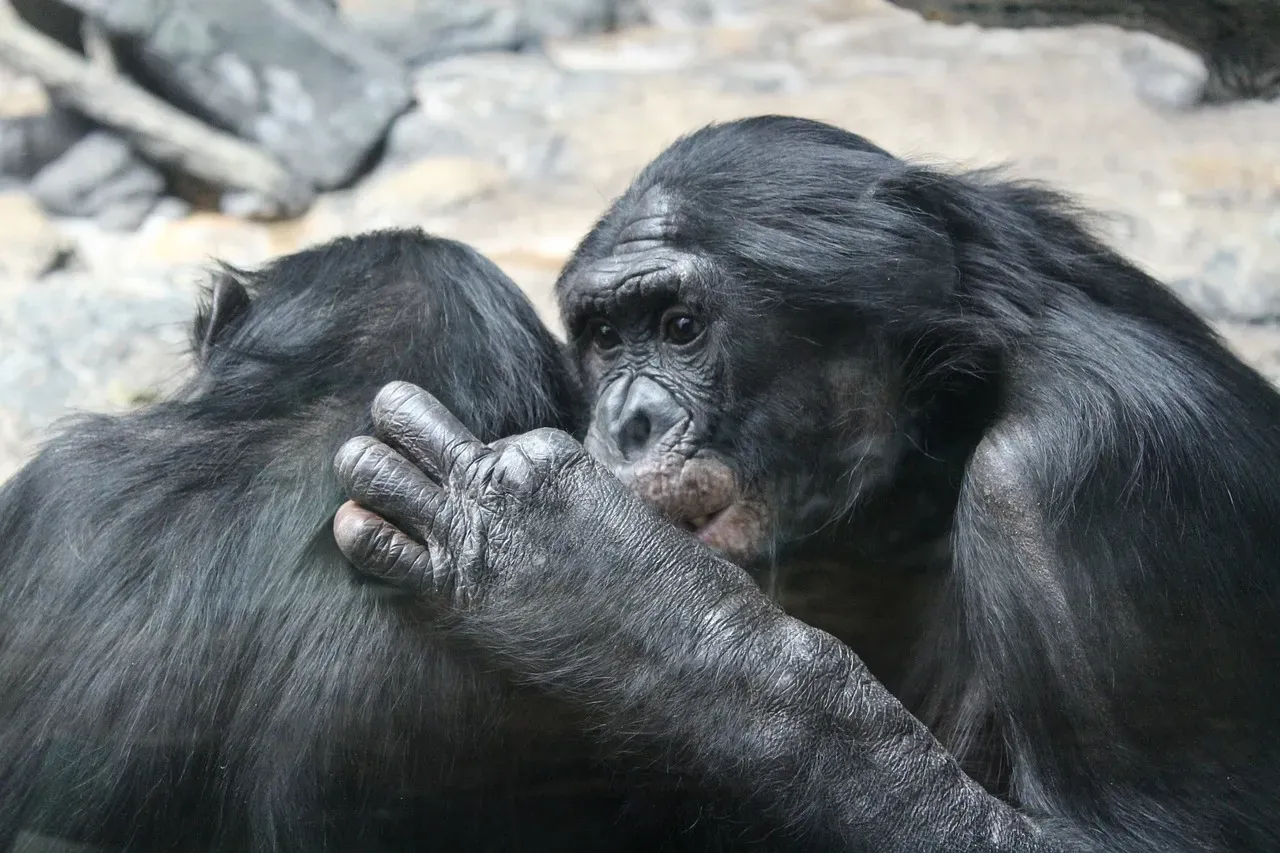 Kanzi the Bonobo and Symbol Based Communication (Image Credits: Pixabay)