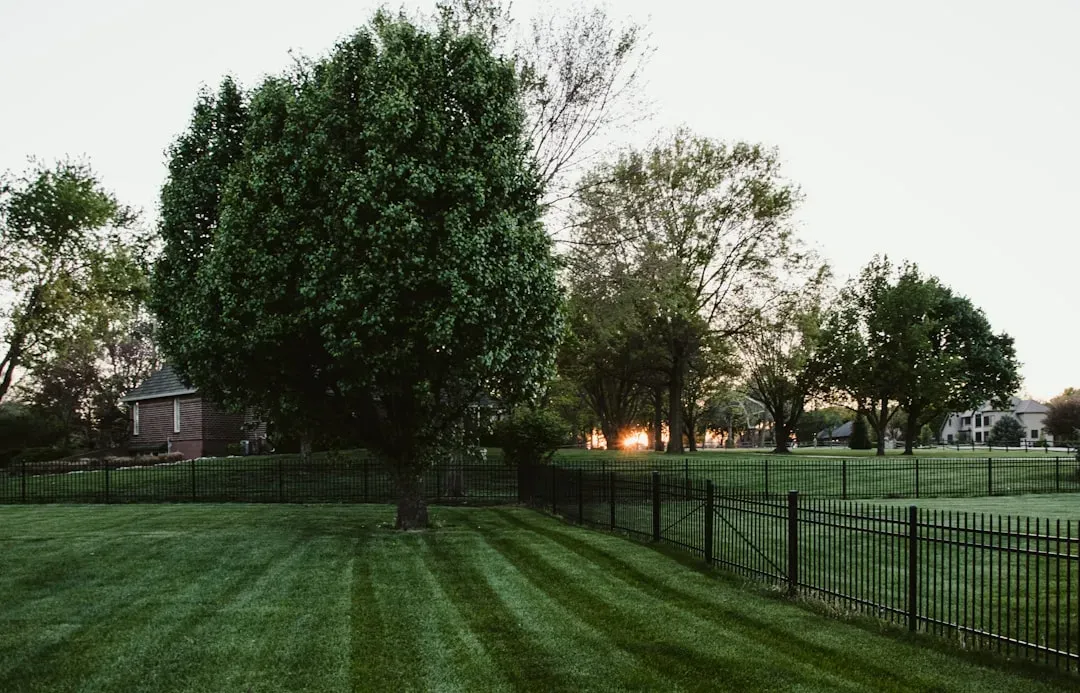 Loss Of Natural Habitats In Modern Yards (Image Credits: Unsplash)
