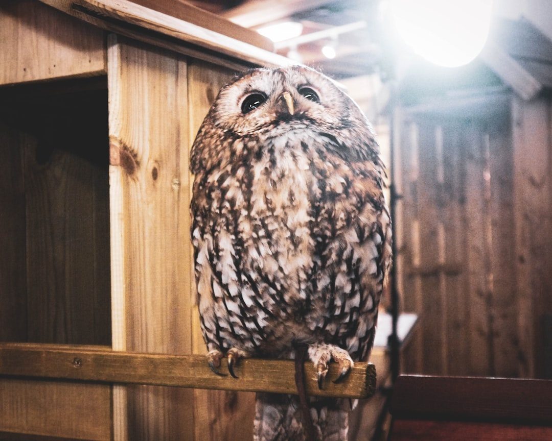 Medicine Men and Healing Powers (Image Credits: Unsplash)