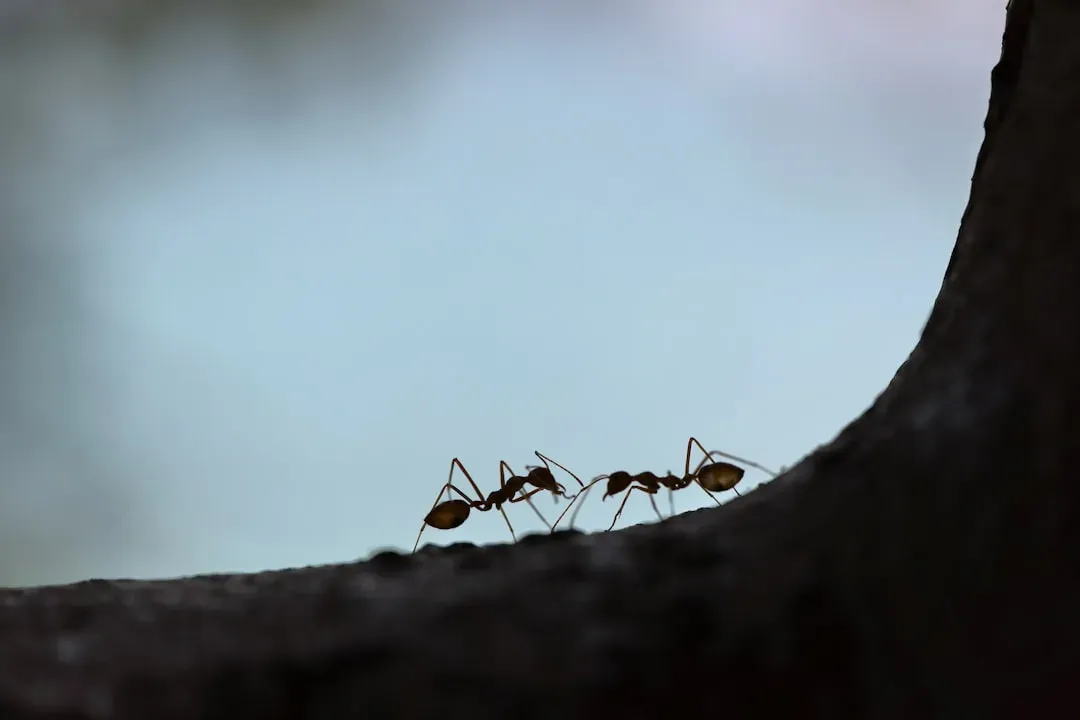Conclusion: Nature Gave Ants One Big Weakness (Image Credits: Unsplash)