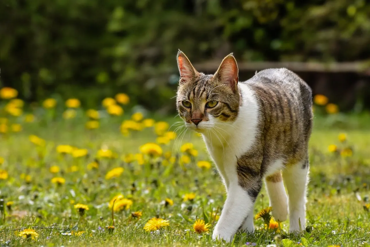 #8 - Predator Pressure: Yes, Your Cat Is the Problem (Image Credits: Pixabay)