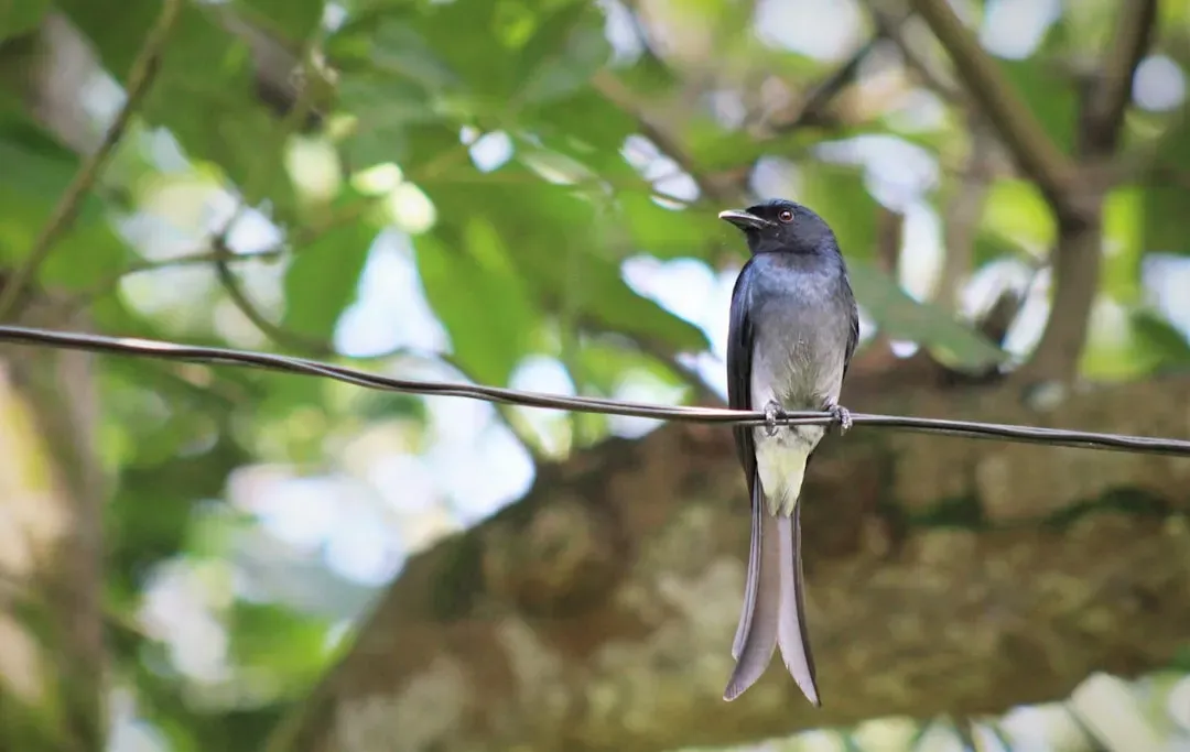 3. The Fork-Tailed Drongo: Africa's Master Deceiver (Image Credits: Unsplash)