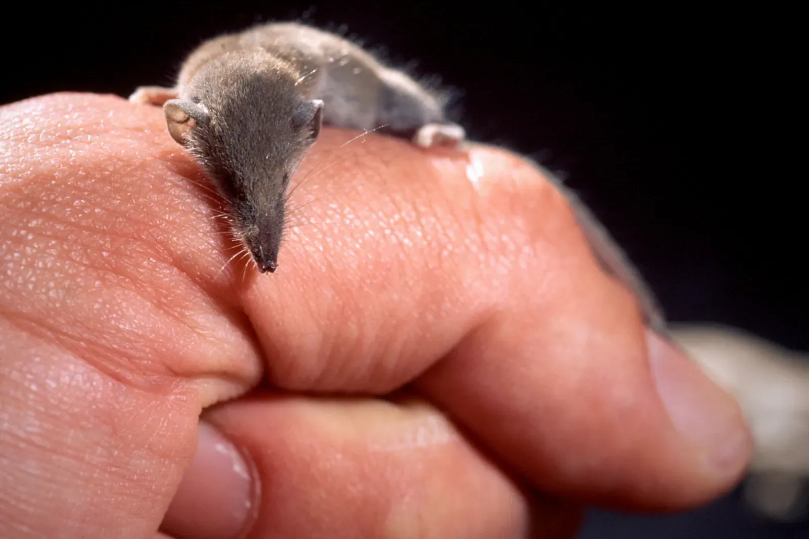 The Etruscan Shrew: The Lightest Mammal on Earth (By Trebol-a, CC BY-SA 3.0)