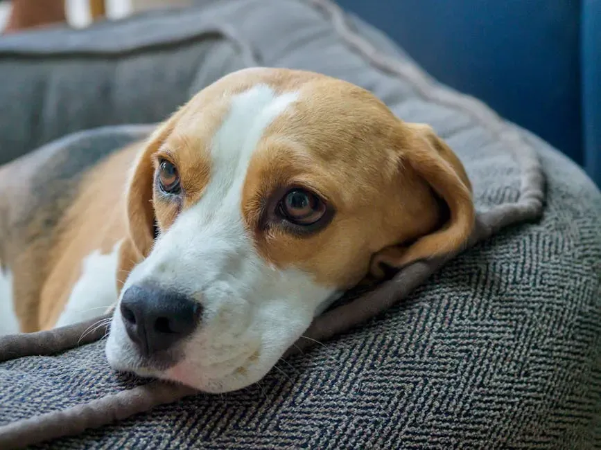 Beagle: Merry and True Companion (Image Credits: Pexels)
