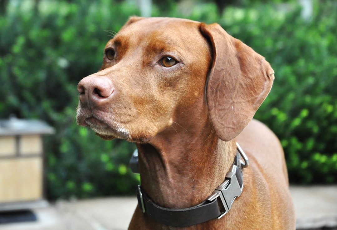 Vizslas: The Shadow Dogs That Follow You Everywhere (Image Credits: Unsplash)