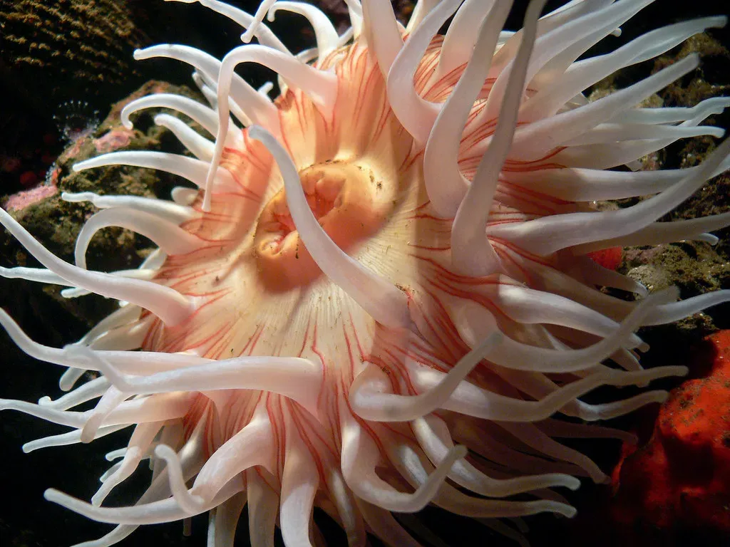 3. Sea Anemones: The Territorial Flower Animals (Image Credits: Flickr)