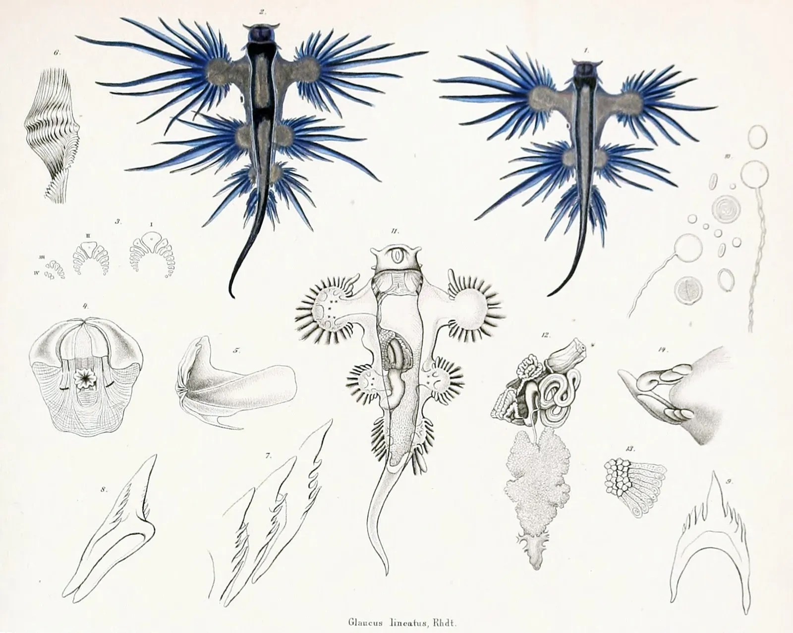 6. Gathers in Blue Fleets for Feasts and Flings ("Anatomiske Bidrag til Kundskab om Aeolidierne. Med 9 lithographerede Tavler", in Det kongelige Danske Videnskabernes Selskabs Skrifter, vol. 7, Public domain)