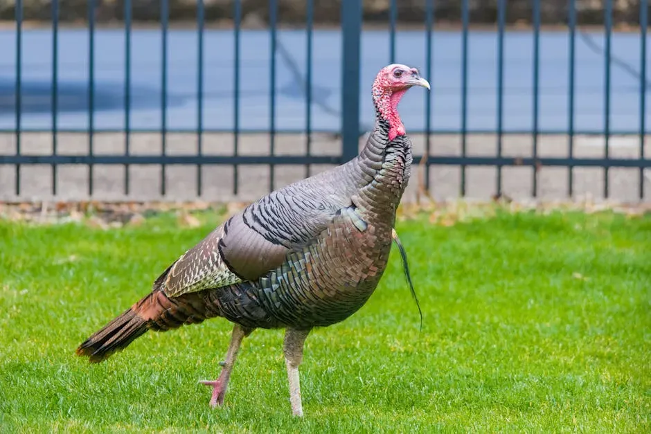 13. Boston, Massachusetts: Wild Turkeys and Urban Predators (Image Credits: Pexels)